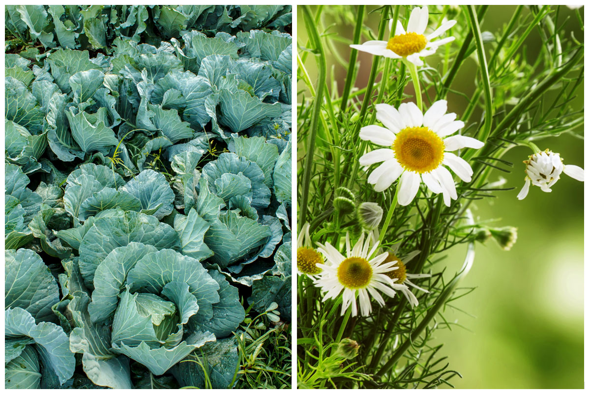 Cabbage and chamomile